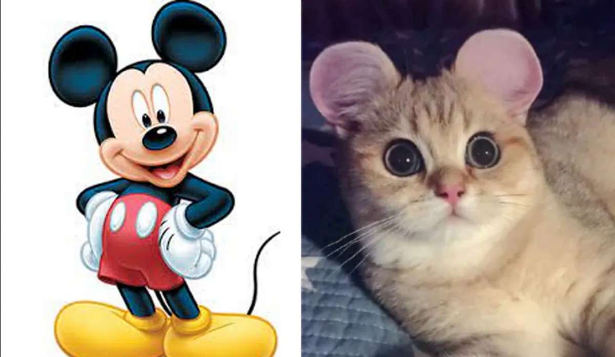 mickey_mouse_ears_for_cat_.jpg