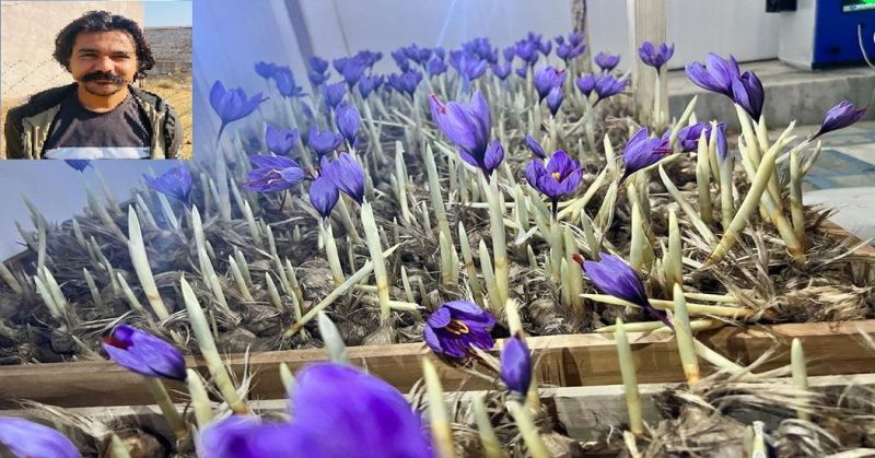 रेगिस्तान में कमरे को बना दिया कश्मीर, खिला दिए केसर के फूल