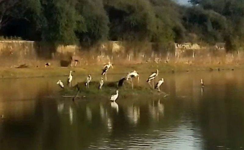 पर्यटक विदेशीे परिदों को क्यूं करते हैं पसंद