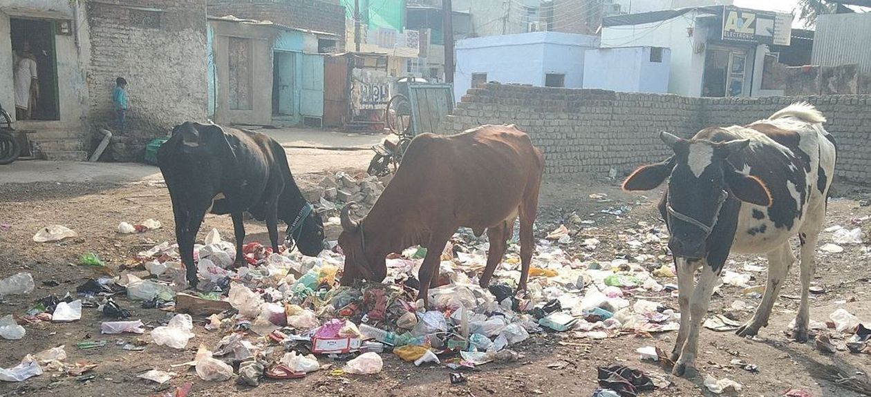जिले की गौशालाओं में बिजली-पानी का संकट, क्योंकि बजट नहीं है