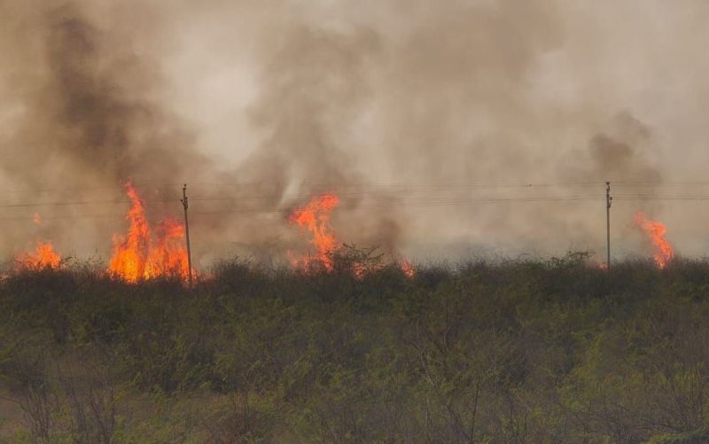 बाड़मेर शहर के उत्तरलाई के निकट जिप्सम हाल्ट के पास वन विभाग की भूमि पर झाडिय़ों में आग