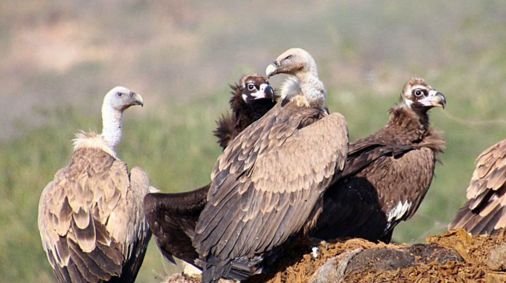 vultures_in_rajasthan.jpg