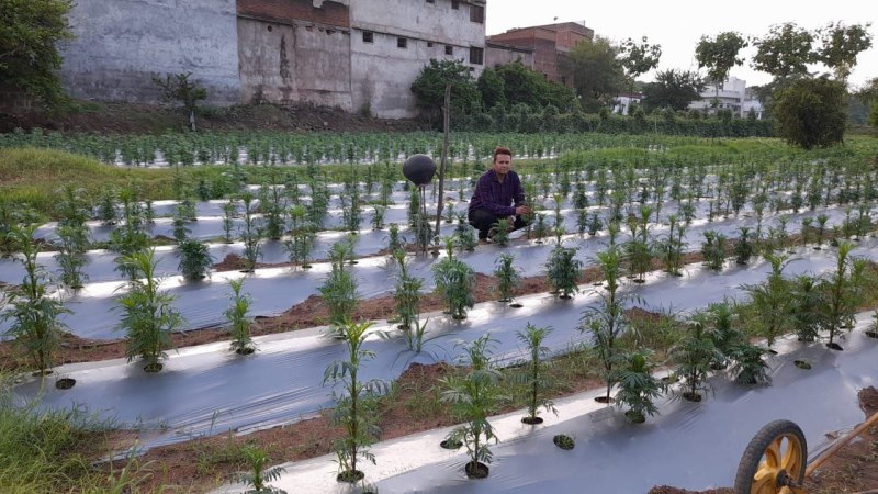 मेरीगोल्ड की खेती के साथ युवा किसान