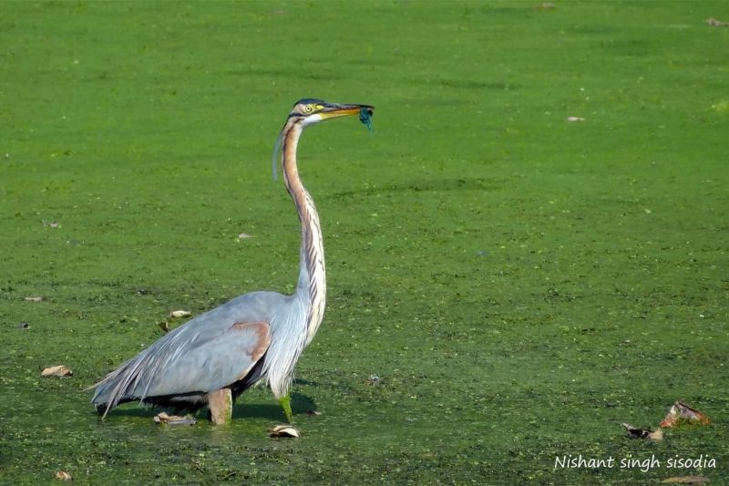 जानते हैं सरिस्का में हैं कितनी तरह की चिडि़या
