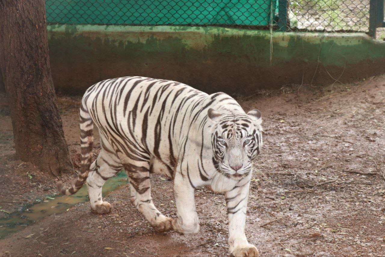 Jagnal Safari White tigress 'jaya' - 