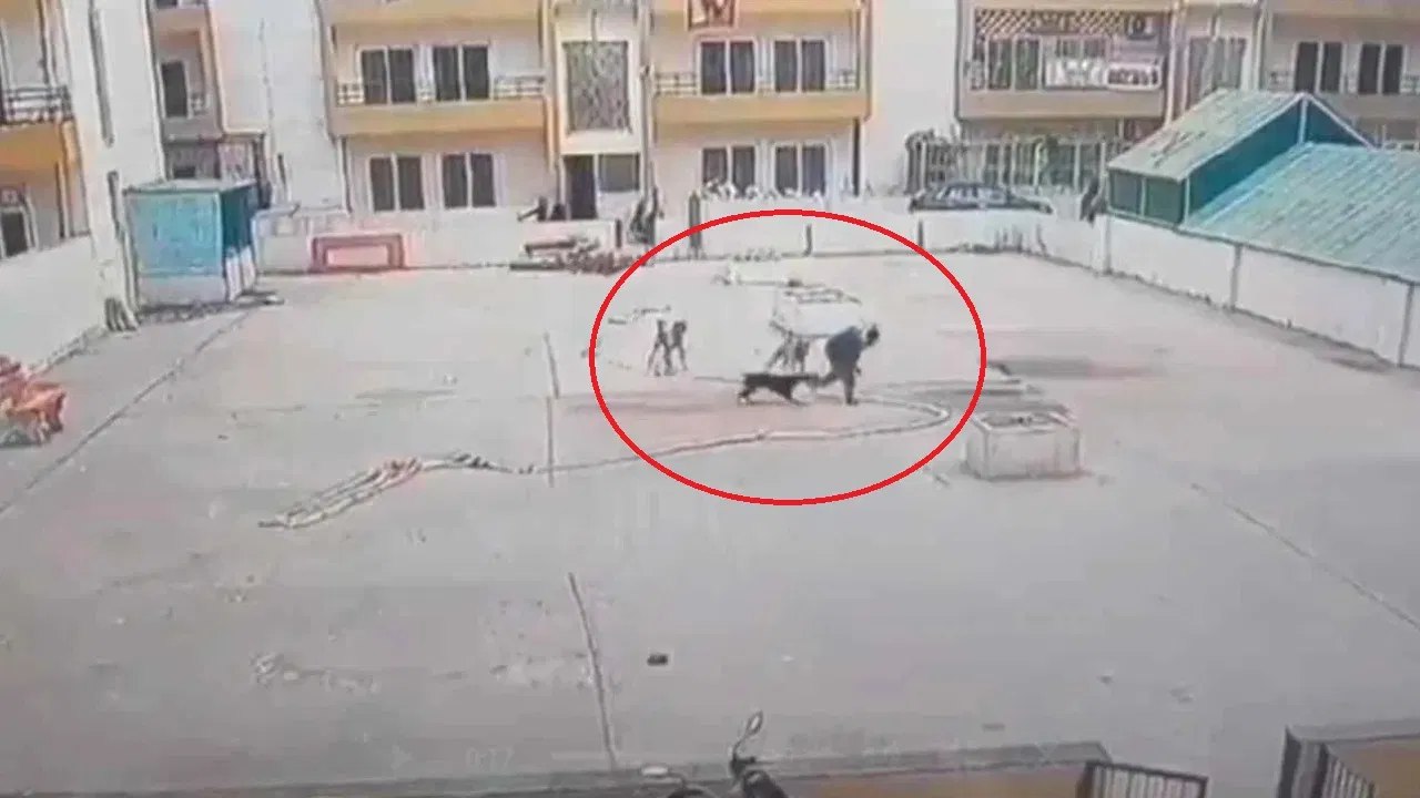 Video: कुत्तों के हमले का खौफनाक वीडियो, महिला को चिल्लाते देख डर जाएंगे आप