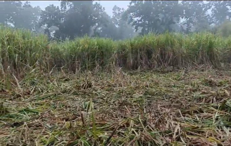 हाथियों ने 10 एकड़ से अधिक खेत में लगी गन्ना व गेहूं की फसल कर दी बर्बाद, घर टूटने की आवाज सुन जान बचाकर भागा परिवार