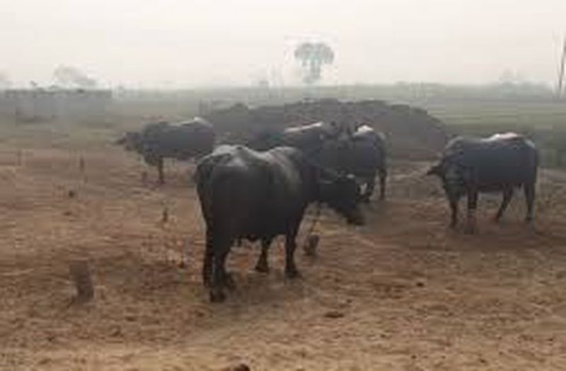 Animal herders worried about thefts, keeping guard in cold nights