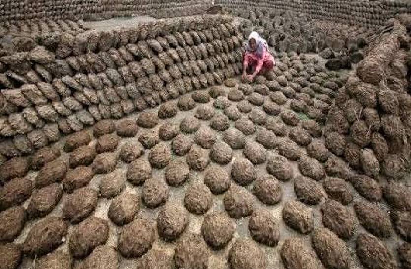 bhopali_cow_dung_will_use_in_ayodhya_ram_mandir_hawan_program_inauguration_day.jpg