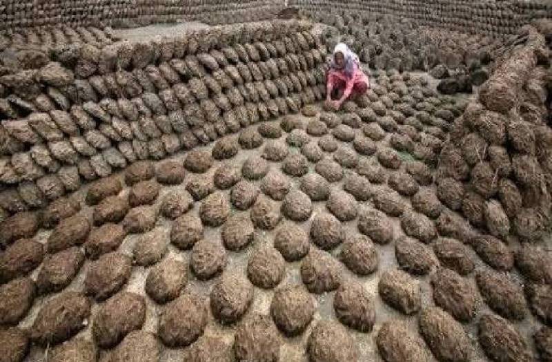 bhopali_cow_dung_will_use_in_ayodhya_ram_mandir_hawan_program_inauguration_day.jpg