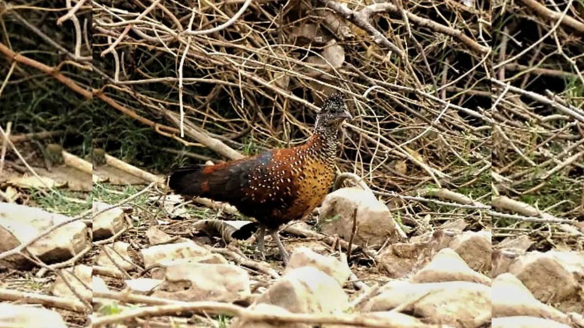 painted_spurfowl_in_kumbhalgarh_wildlife_sanctuary.jpg