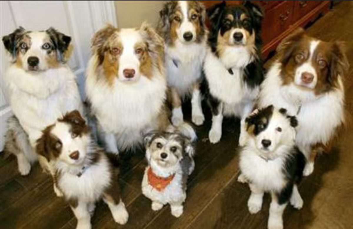 pet_dogs.jpg