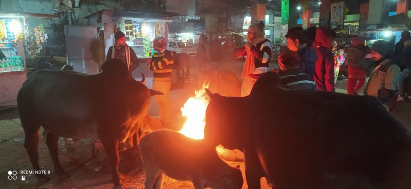 बस स्टैंड के पर अलाव से राहत पारहे यात्री और मवेशी