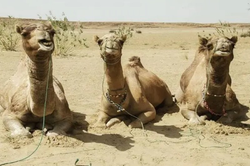 camel.jpg