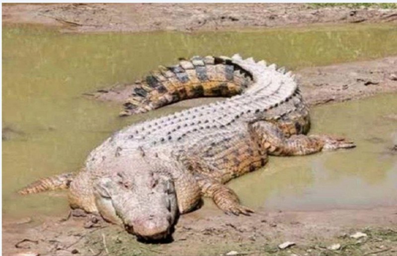 crocodile_in_kanger_valley_national_park.jpg