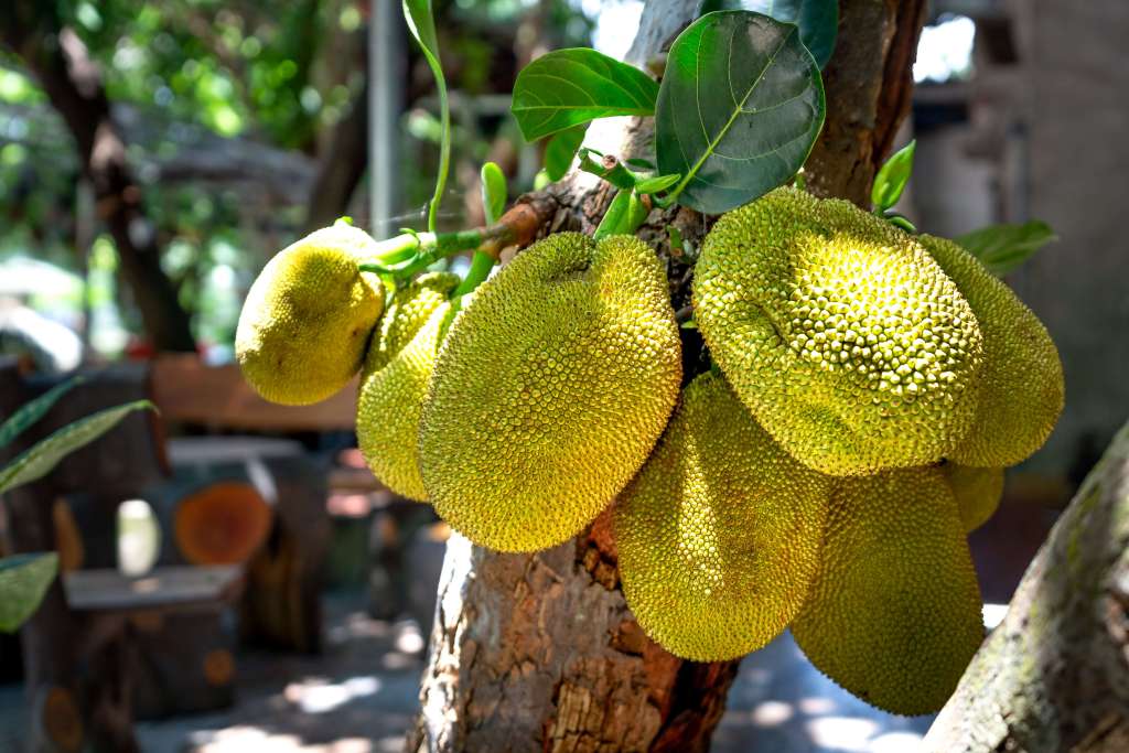 Amazing Vegetable jackfruit