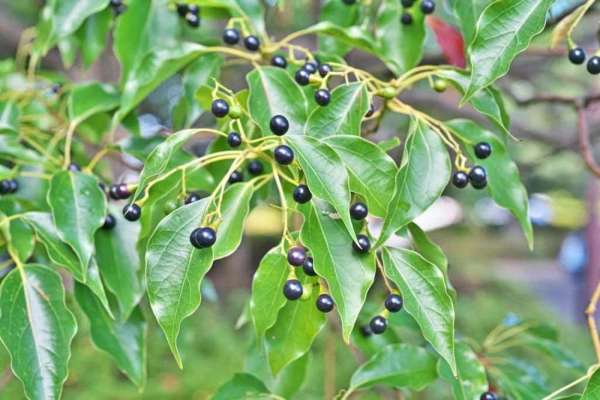 सर्दी-जुकाम में राहत: