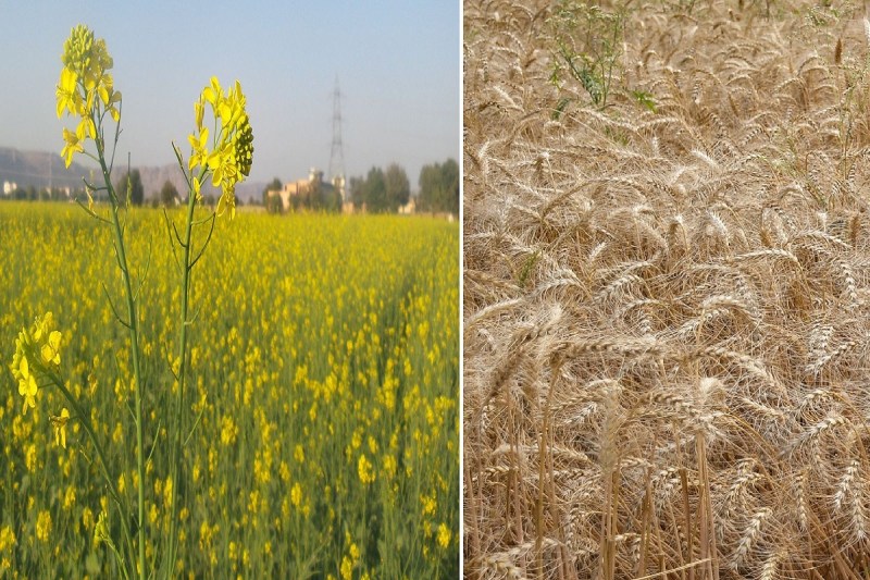 wheat_mustard_area.jpg