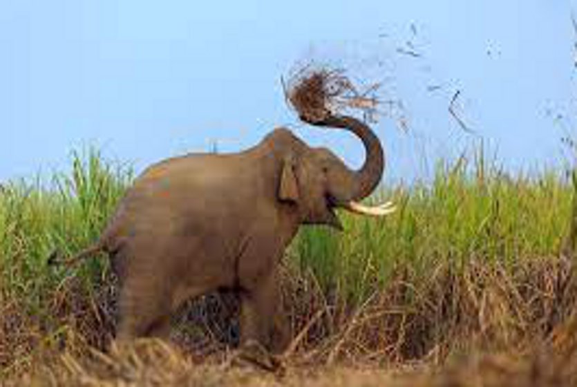 गन्ने के खेत में गए किसान को हाथी ने मार डाला, जान बचाकर भागते समय गिरा तो सूंड से उठाकर पटका