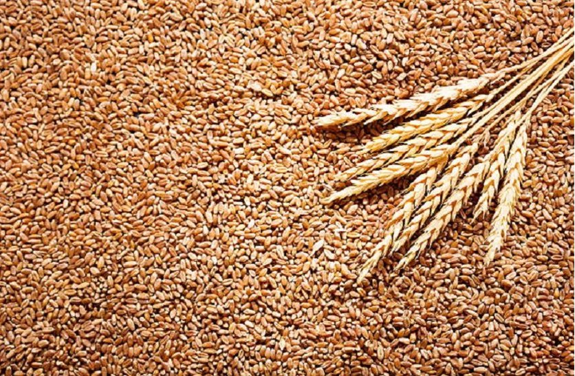 Even after election announcement, paddy did not get Rs 3100 per quinta