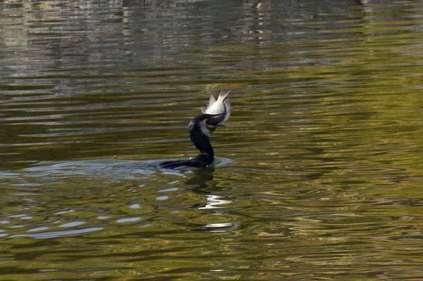 जलकाग ने तालाब में किया मछली का ​शिकार