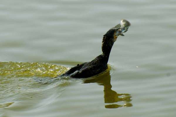 जलकाग ने तालाब में किया मछली का ​शिकार