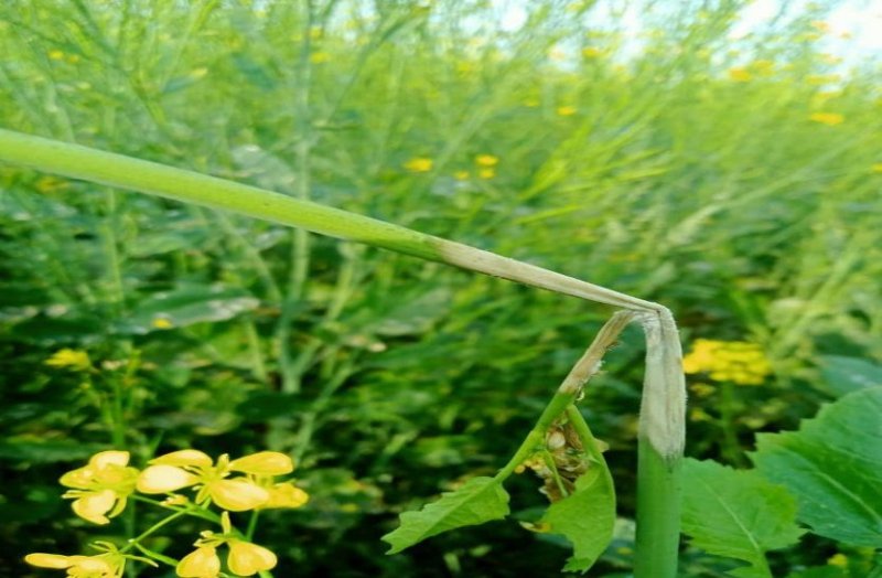 सरसों की फसल में तना गलन रोग फैलने से किसान परेशान