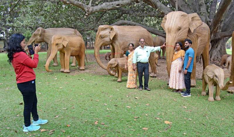 वन्यजीव