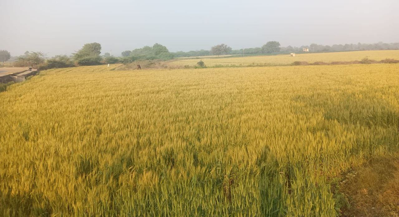 मंडी में नया गेहूं 3101 रुपए प्रति क्विंटल बिका, समर्थन मूल्य मात्र 2275 रुपए