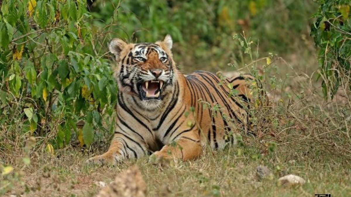 tiger_reaches_residential_area_of___rajasthan.jpg