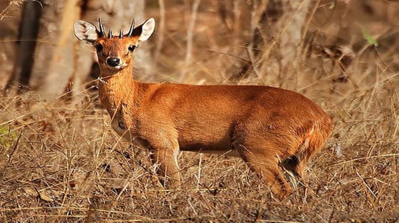कुंभलगढ़ में कई वर्षो के बाद दिखाई दिया यह वन्यजीव, वन विभाग उत्साहित