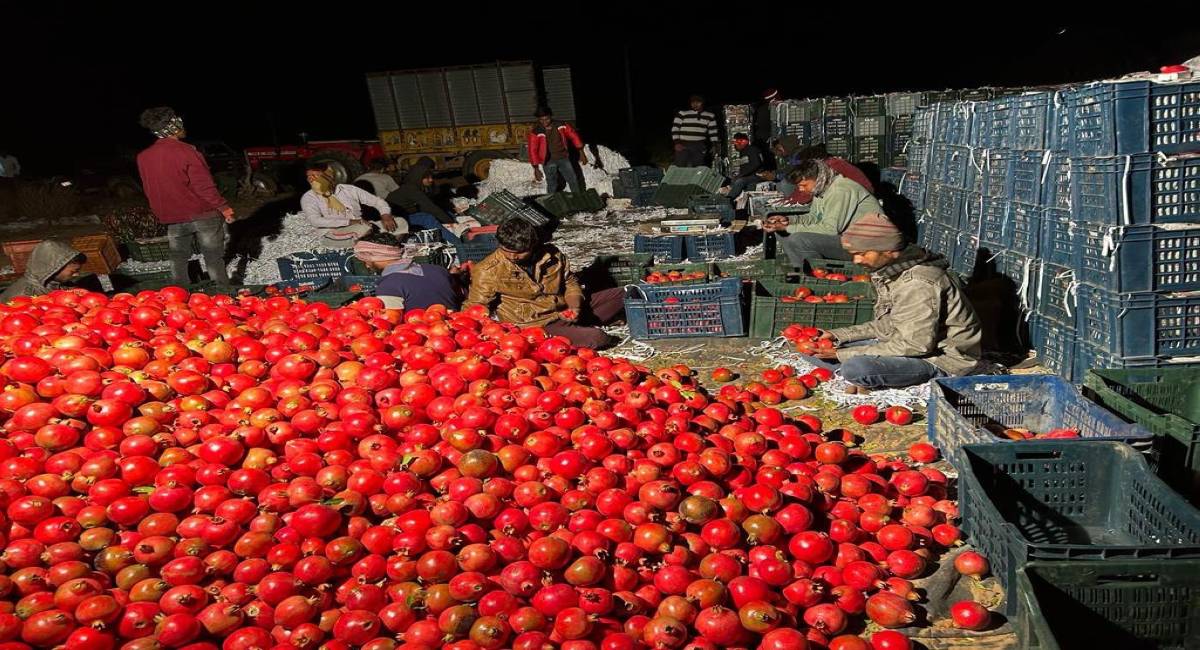 सात समंदर पार थार के अनार की मांग से बदली किसानों की तकदीर