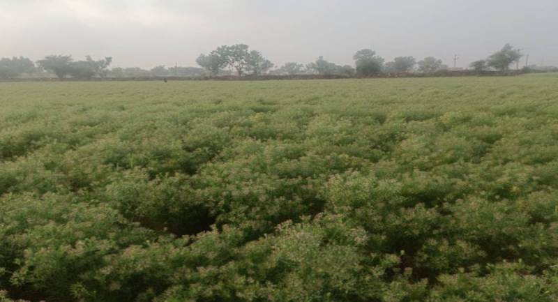 मावठ से जीरे को नुकसान, तो गेहूं व चना के लिए फायदेमंद