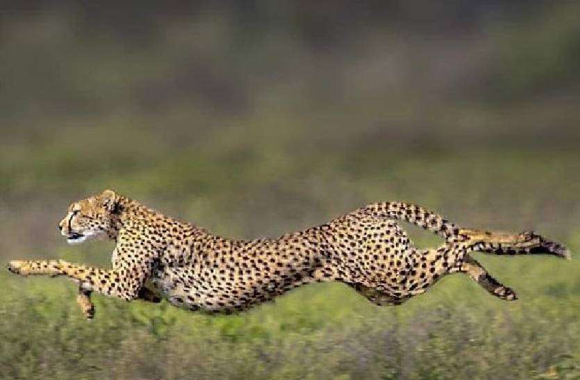 cheetah_in_Kuno_National_Park.jpg