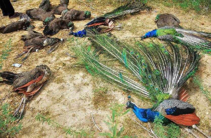 peacock_dead_on_the_bank_of_river_alirajpur_mp_news.jpg