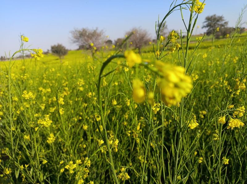 मावठ से खेतों में सिंचाई पानी की कमी होगी दूर, आज खिली धूप