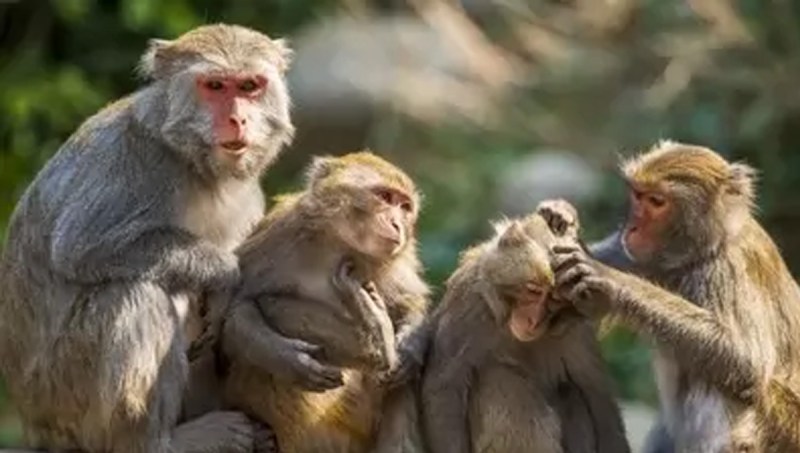 भोजन-पानी की तलाश में घरों में शरण ले रहे बंदर