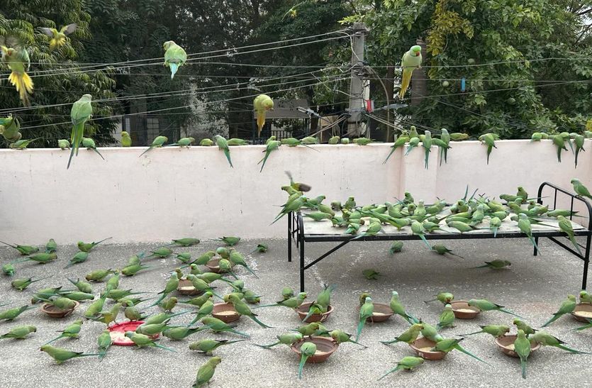 भीलवाड़ा में ऐसा घर, जिसकी तोते वाले मकान के रूप में पहचान