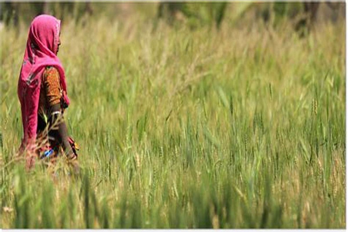 Video: खाद की बोरियों की हुई आरती, बताई ये वजह