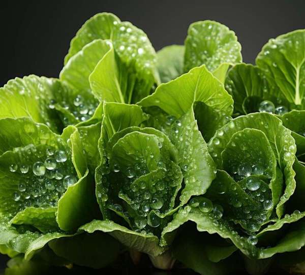 radish leaves juice for blood pressure