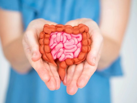 gut_health.jpg