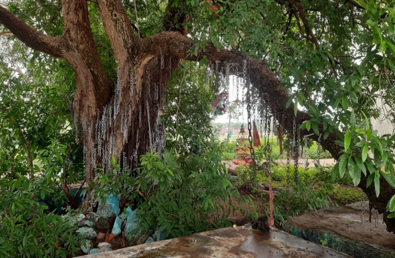 अकोला के पेड़ में ठोकी गई सांकल