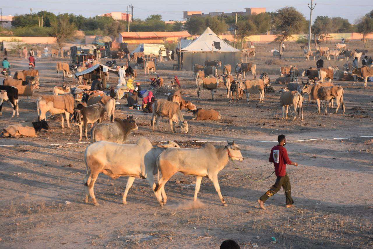 State level Ramdev Animal Fair Nagaur