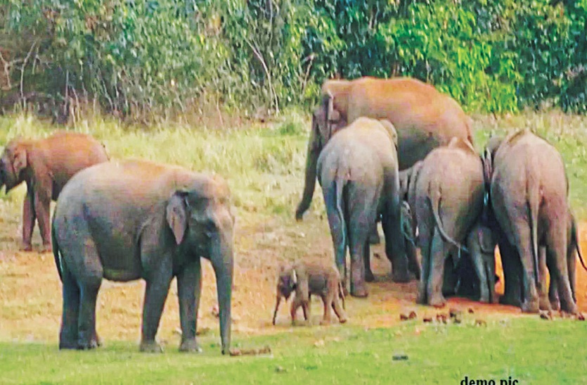 पानी और चारे की तलाश में जंगल से बाहर निकल रहे हाथी