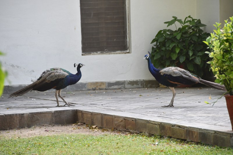 राजस्थान में मोर की जान सांसत में