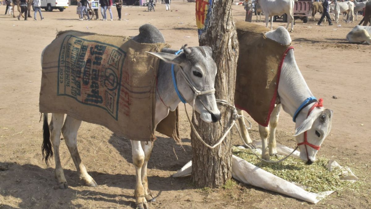 nagaur pashu mela