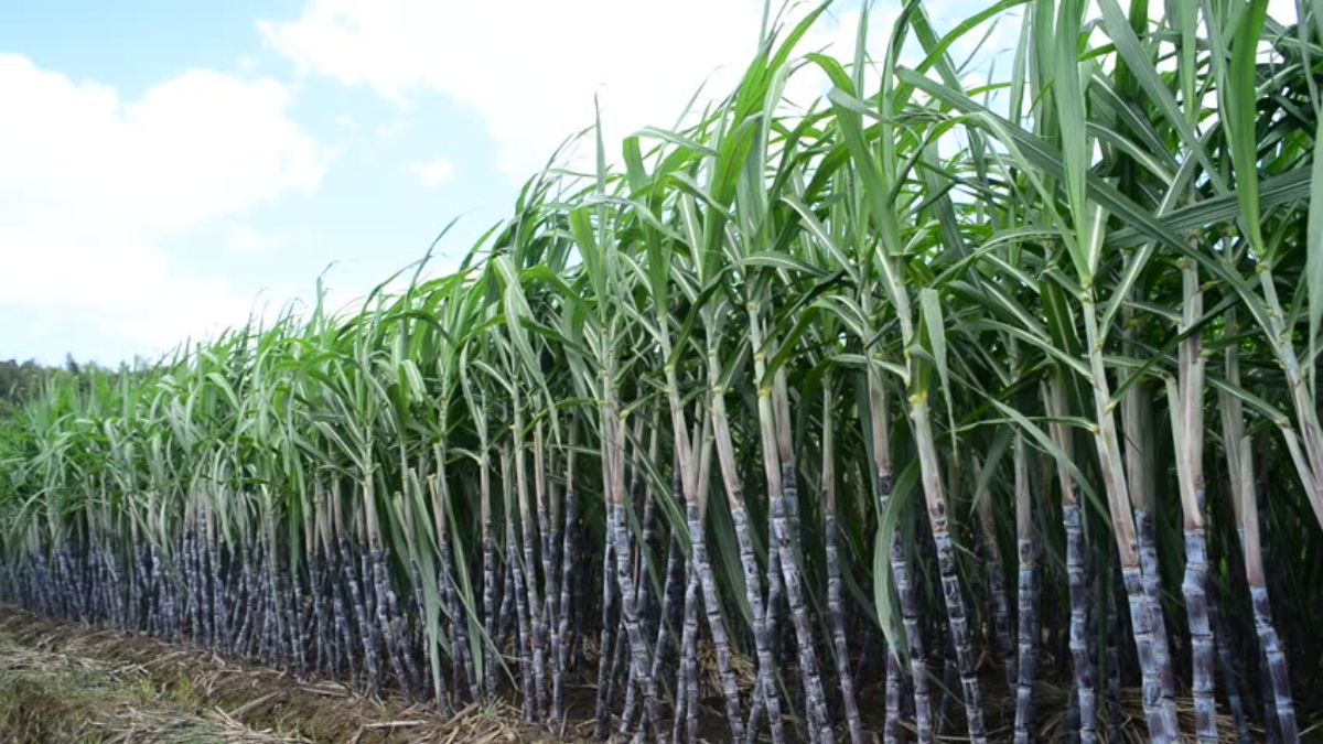 sugarcane_.jpg