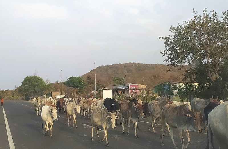 खुले में फिर रहे मवेशियों में फिर से लंपी वायरस का खतरा
