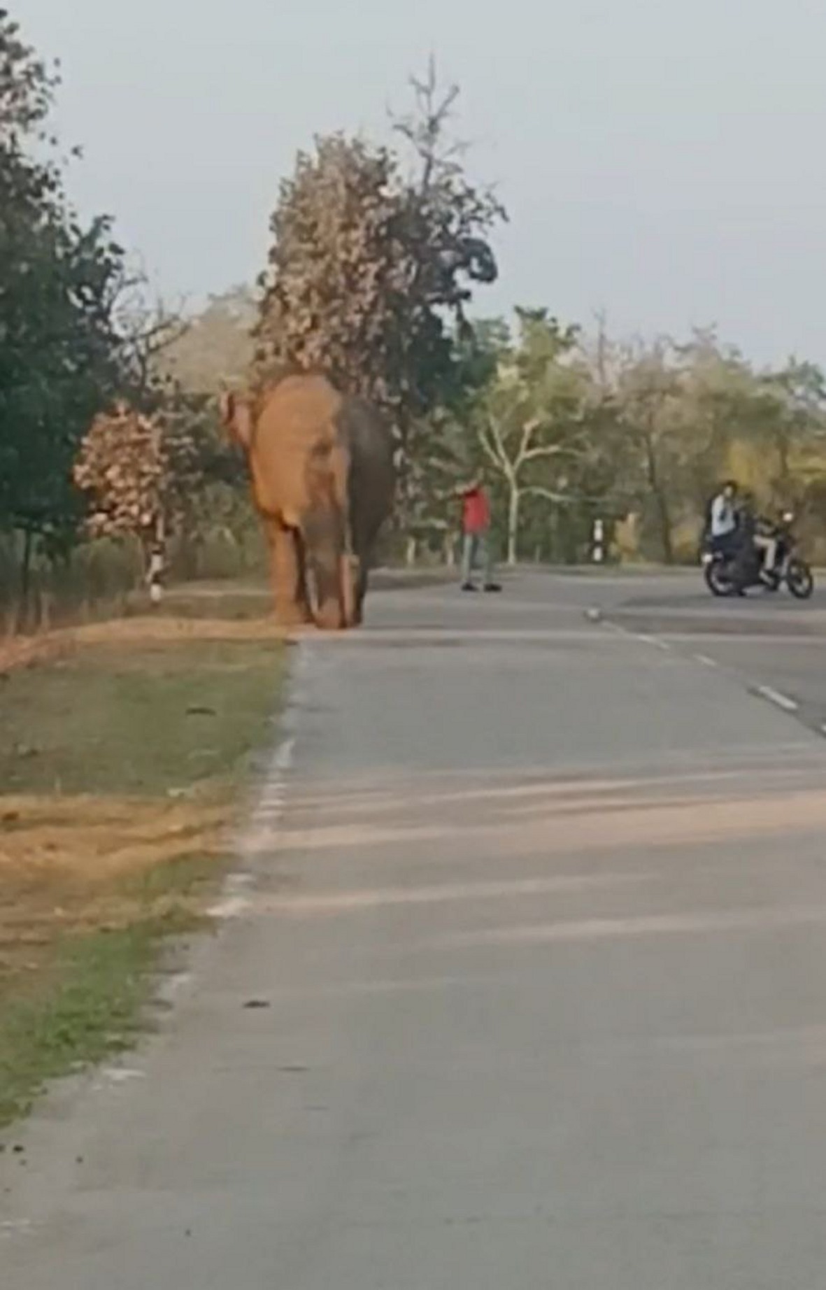 Video Story : जंगल से निकलकर अचानक सडक़ हाथी को विचरण करता देख थम गए लोगों के
वाहनों के पहिये