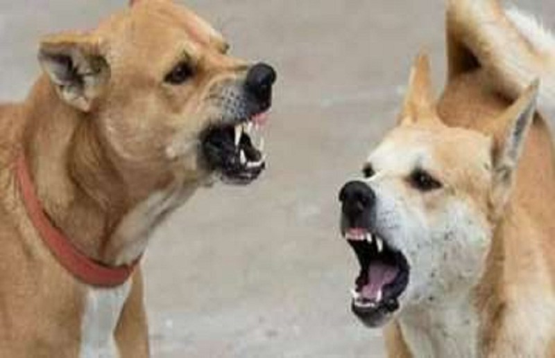 dog_attack_in_raigarh.jpg